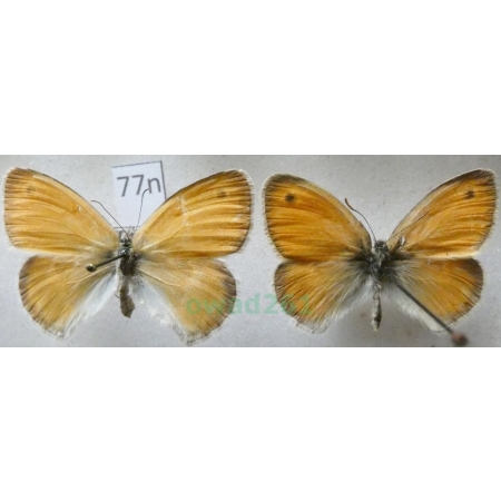 Coenonympha pamphilus (Linnaeus, 1758) pair Strzępotek ruczajnik Czech77n